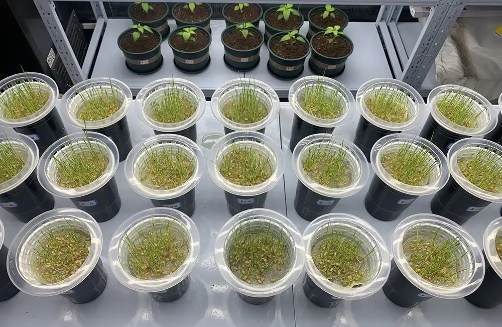 Rice Growth Experiment- LYS amino acid peptide foliar spray