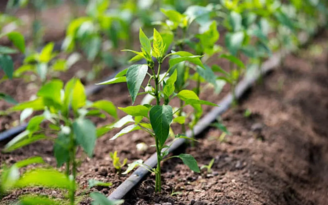 pepper fertilizer-drip irrigation