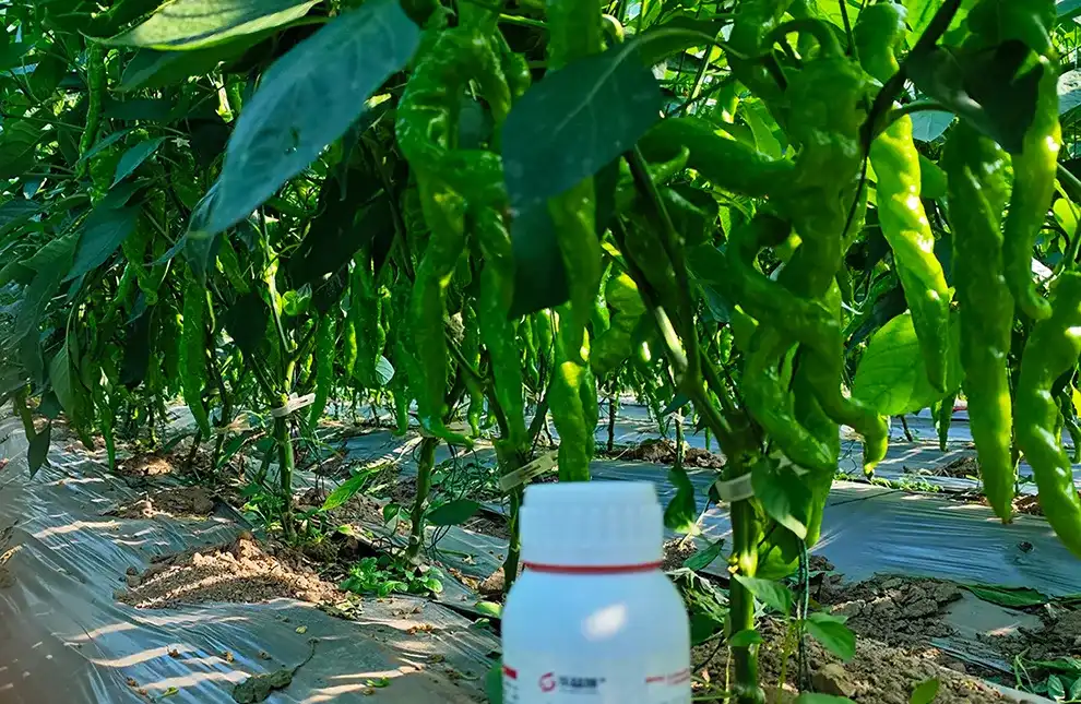 LYS yeast fertilizer-pepper growth