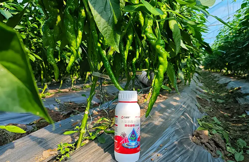 LYS antiviral peptide-Pepper Virus Control-chili