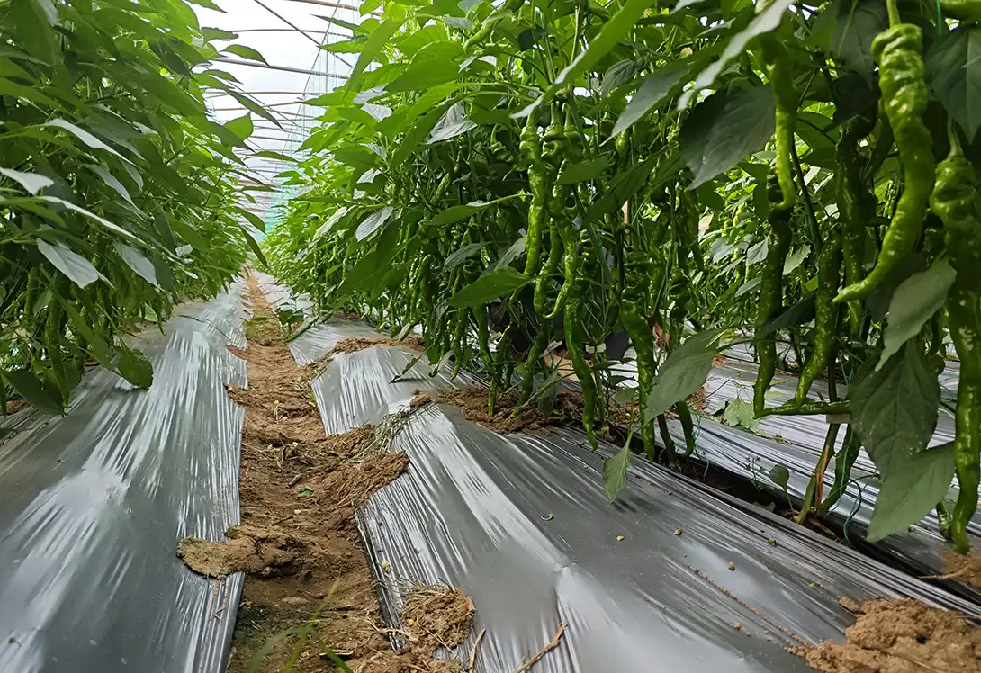 peptide-based antiviral products