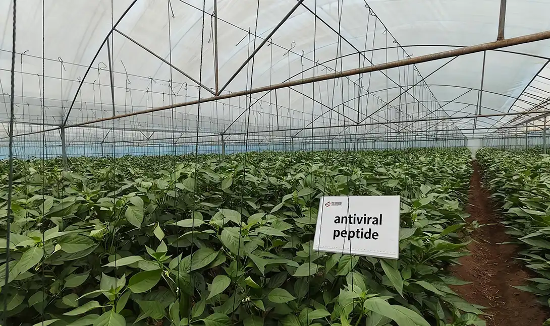 organic liquid fertilizer-antiviral peptide organic liquid fertilizer-antiviral peptide