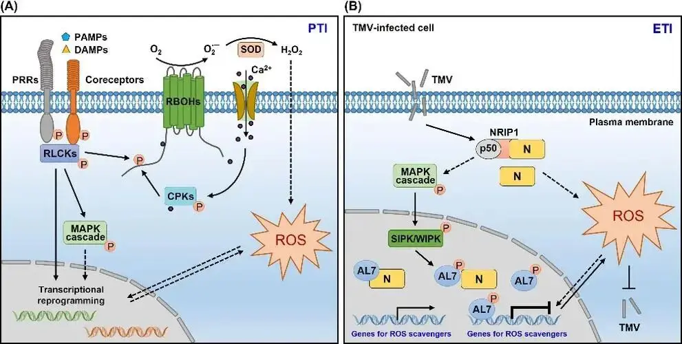 PAMP-Signaling Cascades