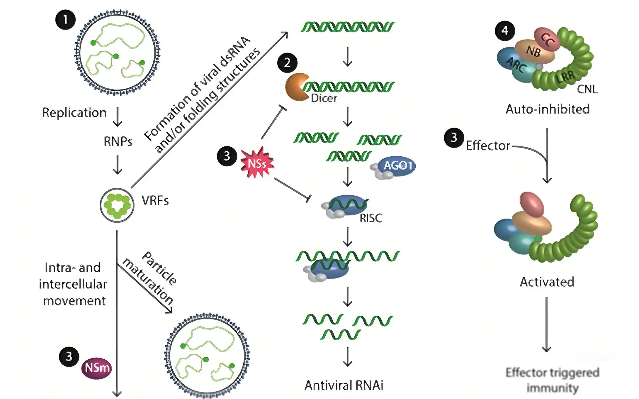Mechanism Diagram of Antiviral Peptide Against Tomato Spotted Wilt Virus: Viral Infection Cycle and Plant Immune Response Mechanism Diagram of Antiviral Peptide Against Tomato Spotted Wilt Virus: Viral Infection Cycle and Plant Immune Response