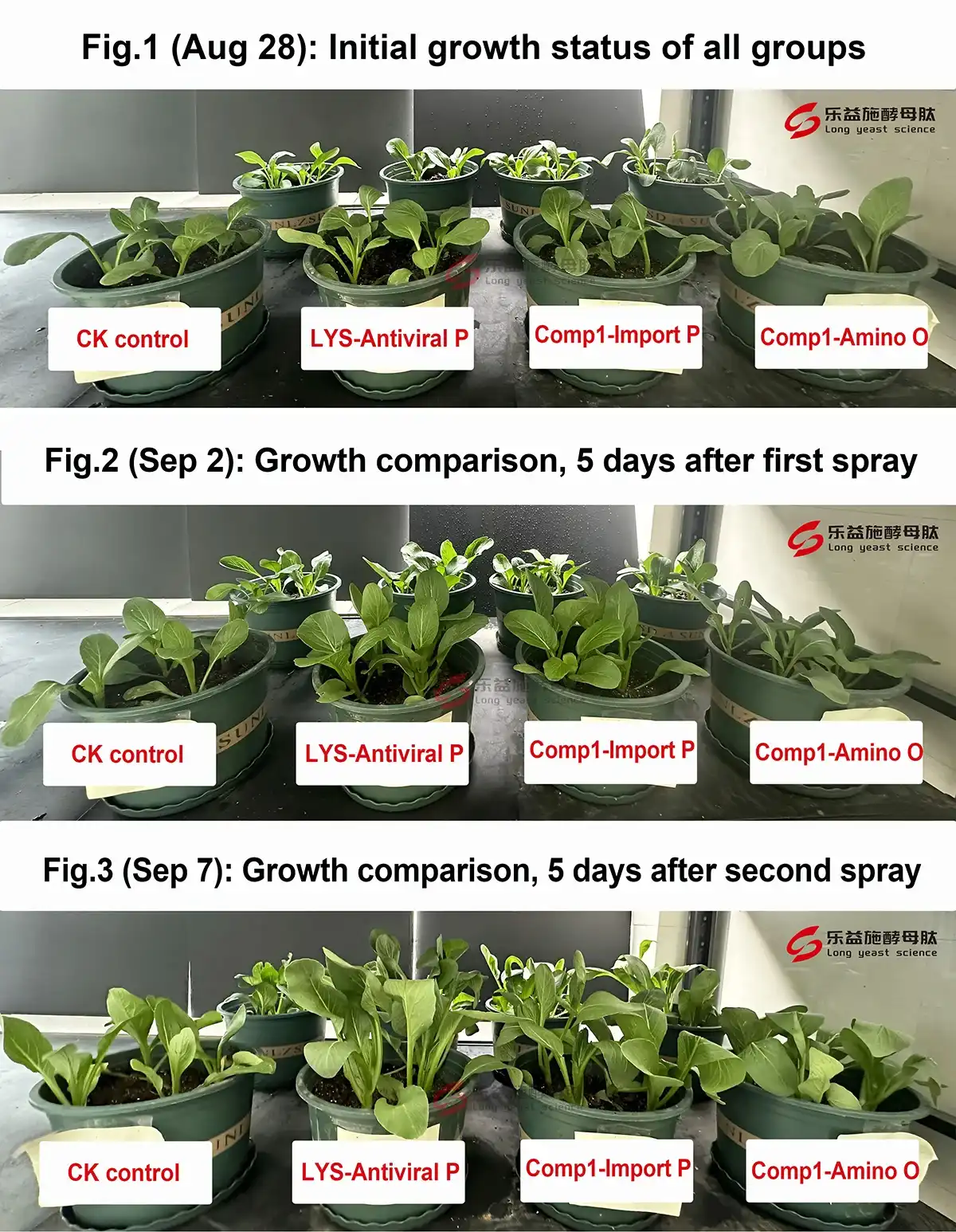 Antiviral Peptides Boost Choy Sum Growth