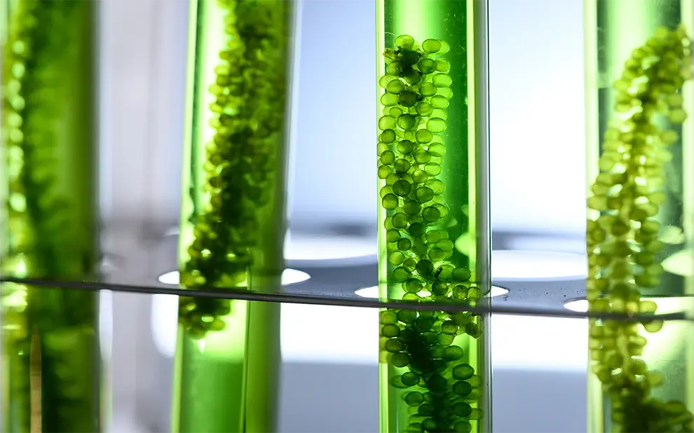 Seaweed extract Seaweed extract