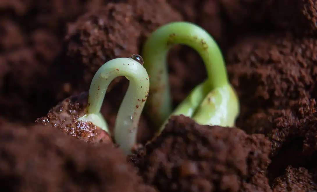 Soil Microbial Activity Soil Microbial Activity