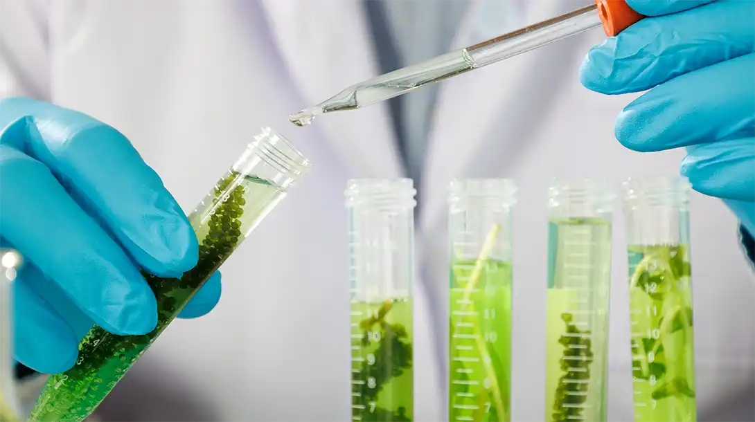 biostimulants-seaweed extract