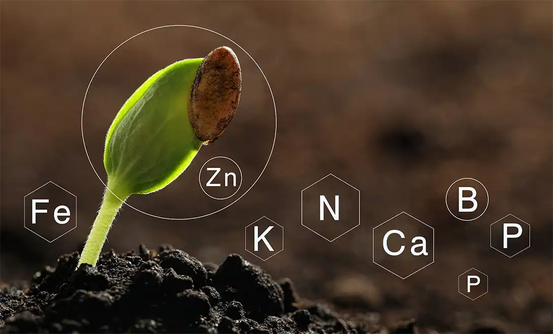 Soil rich in Micronutrient fertilizers Soil rich in Micronutrient fertilizers