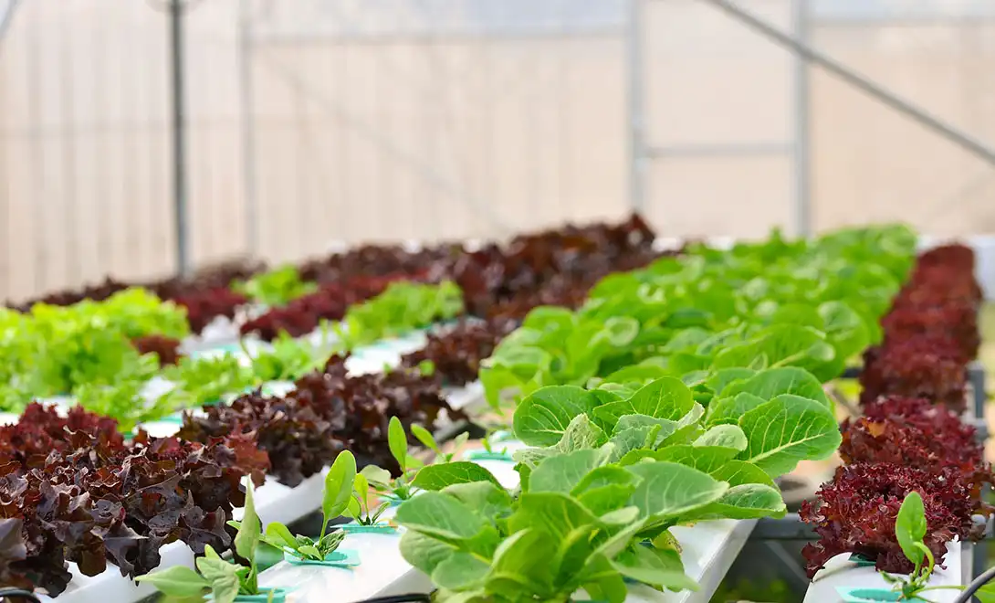 liquid amino acid fertilizer -peptide biostimulants liquid amino acid fertilizer -peptide biostimulants