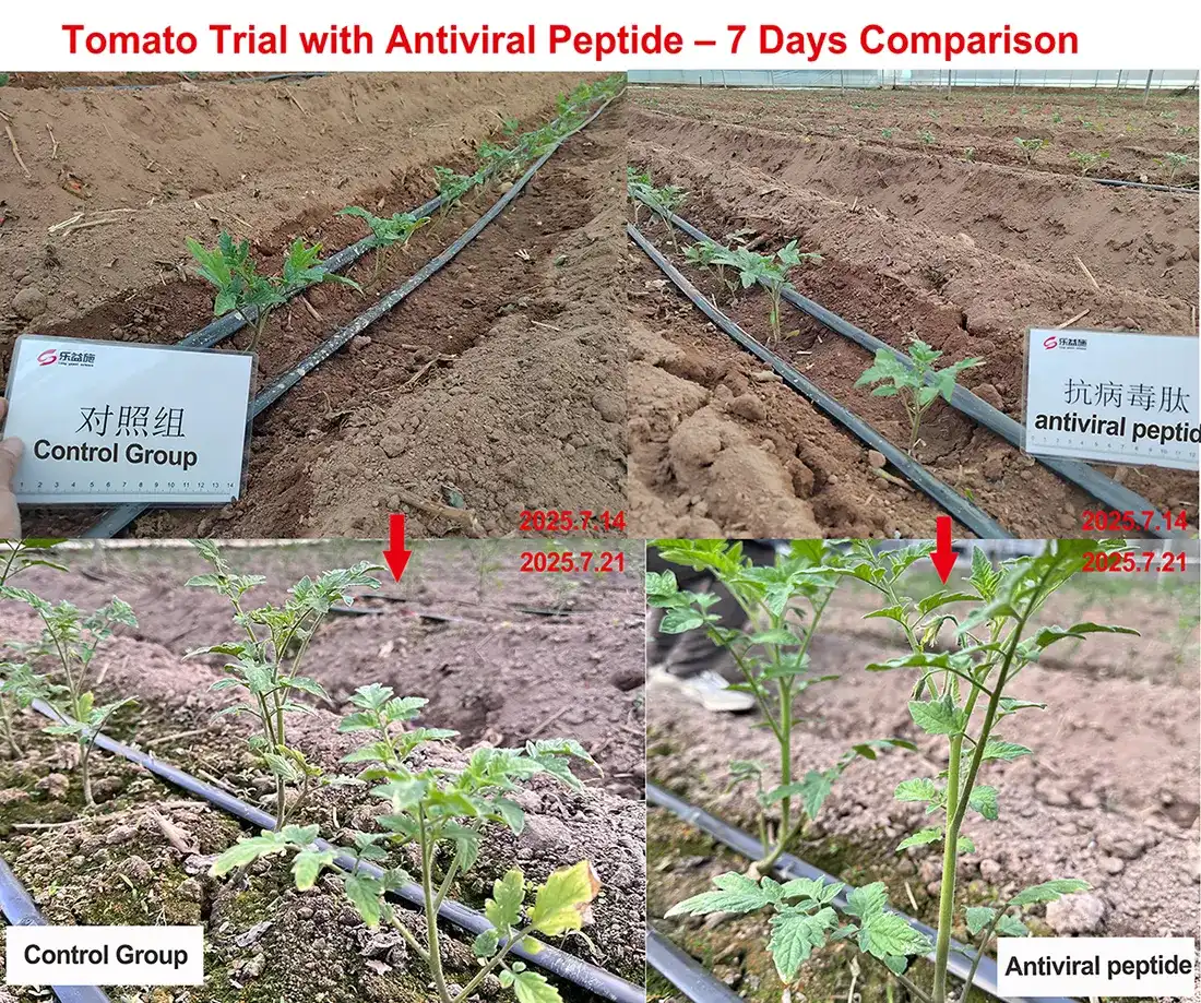 Tomato virus diseasel-LYS Antiviral Peptide
