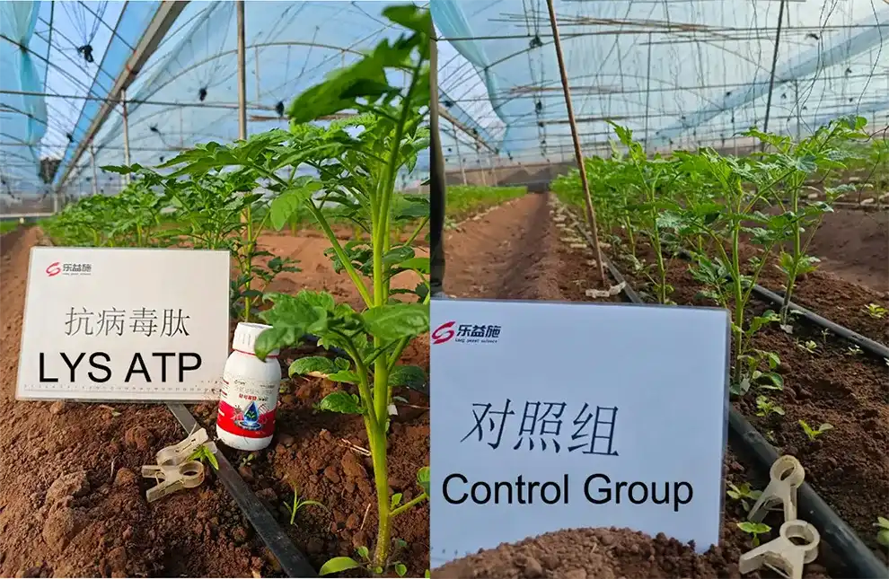 antiviral peptide-tomato growth-trial antiviral peptide-tomato growth-trial
