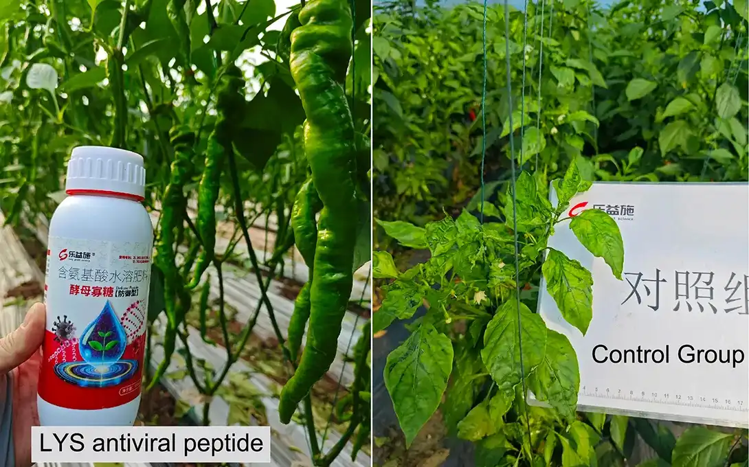 Virus-free chili plants after antiviral peptide application Virus-free chili plants after antiviral peptide application
