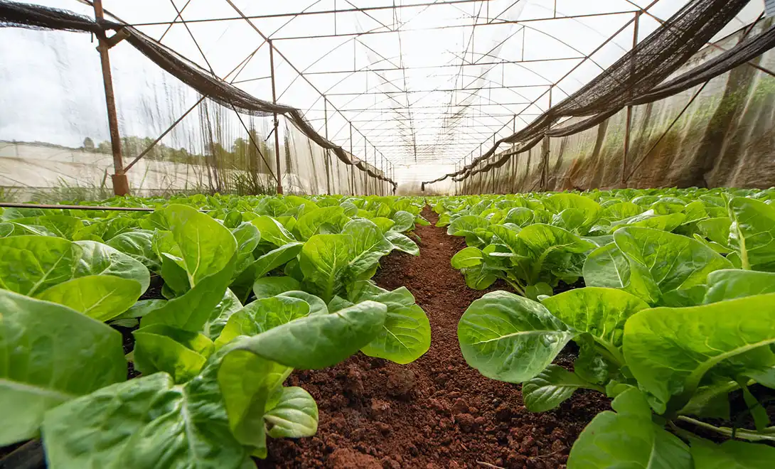 best biostimulants in agriculture