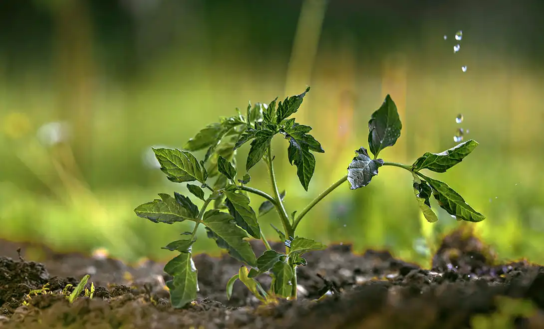 best foliar fertilizer-tomato planting best foliar fertilizer-tomato planting