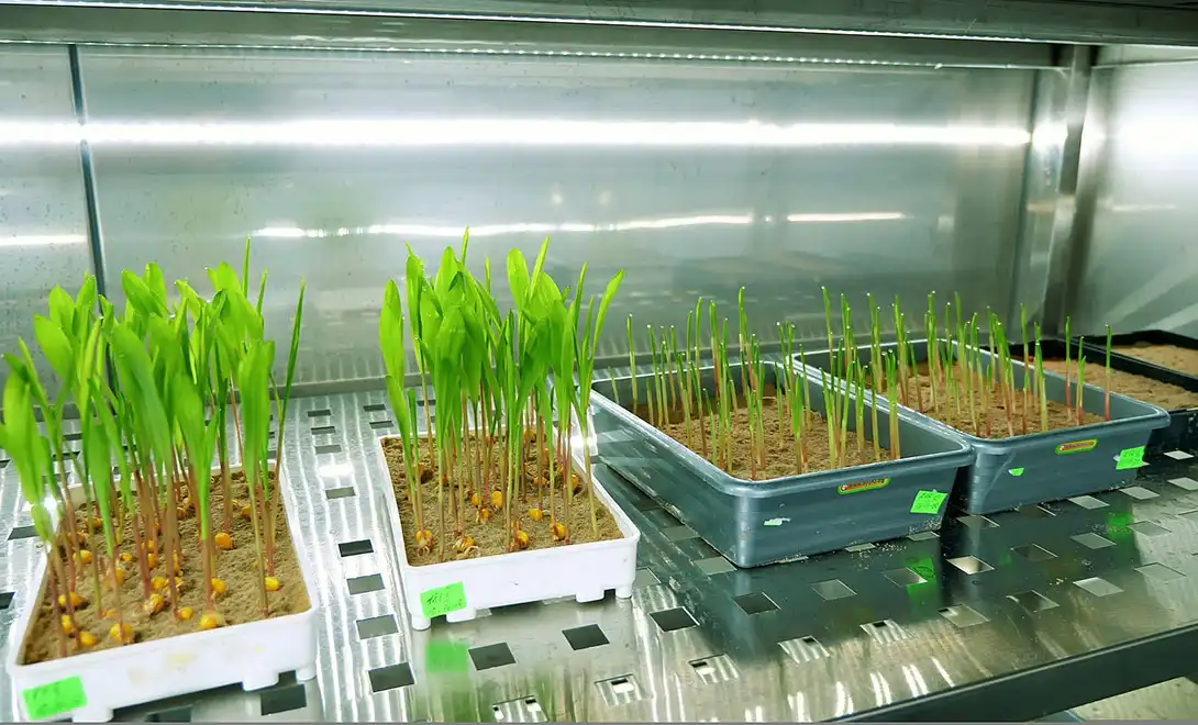 best biostimulants-amino acid fertilizer best biostimulants-amino acid fertilizer