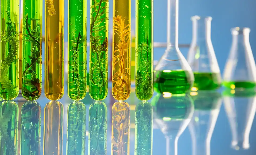 seaweed extract seaweed extract