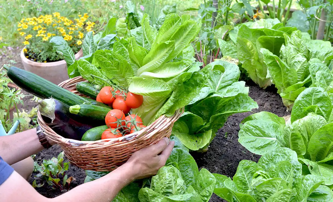 yeast extract-organic fertilizer for vegetables yeast extract-organic fertilizer for vegetables