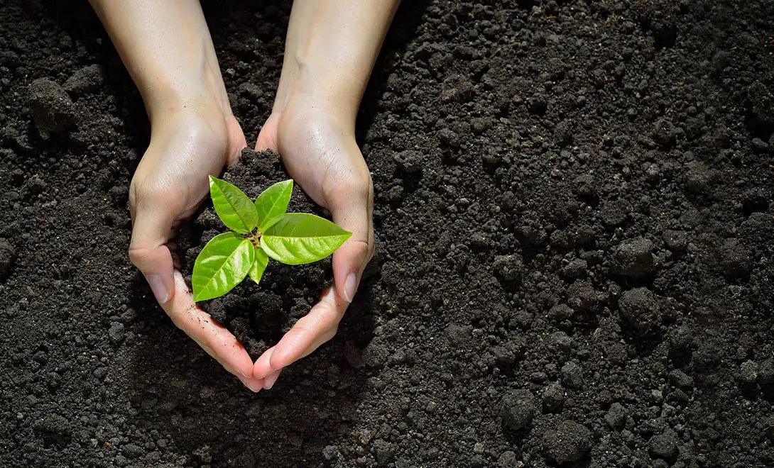 yeast nutrient-liquid fertilizer of vegetable