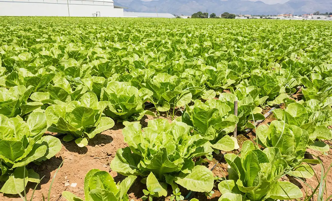 yeast nutrient-liquid fertilizer of vegetable