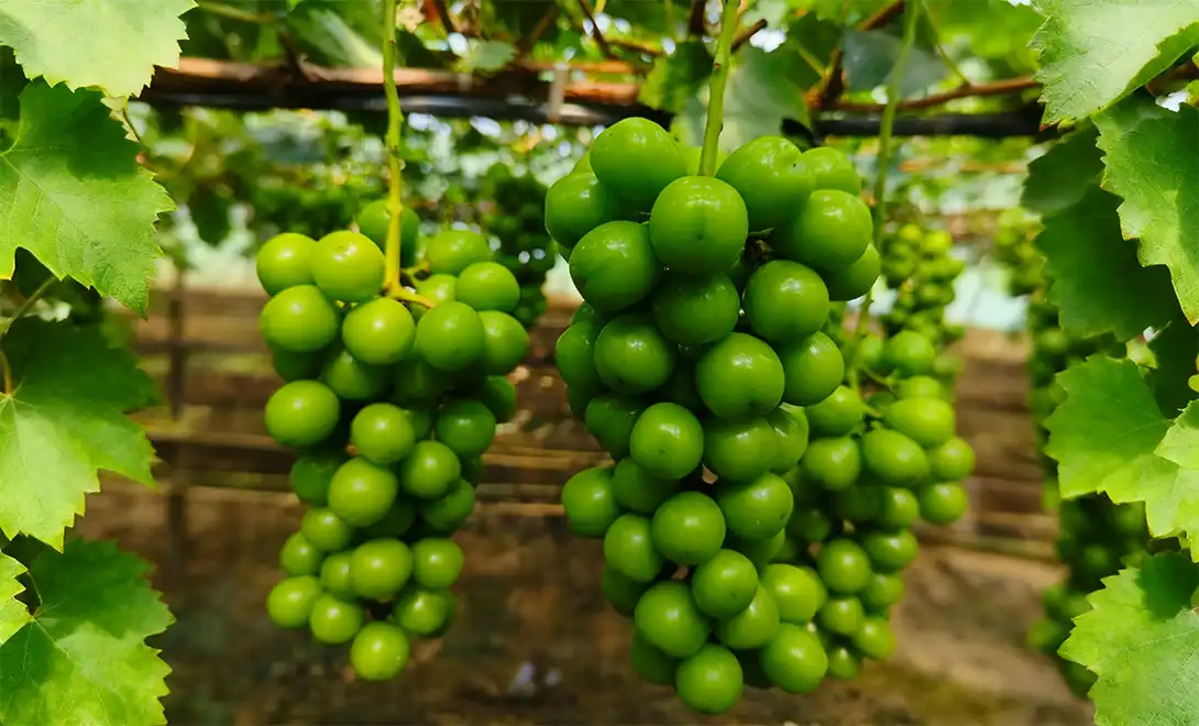 Grape-fruit set-after use amino acid fertilizer