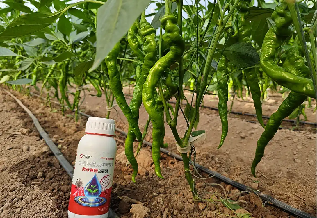 LYS antiviral peptide-pepper 