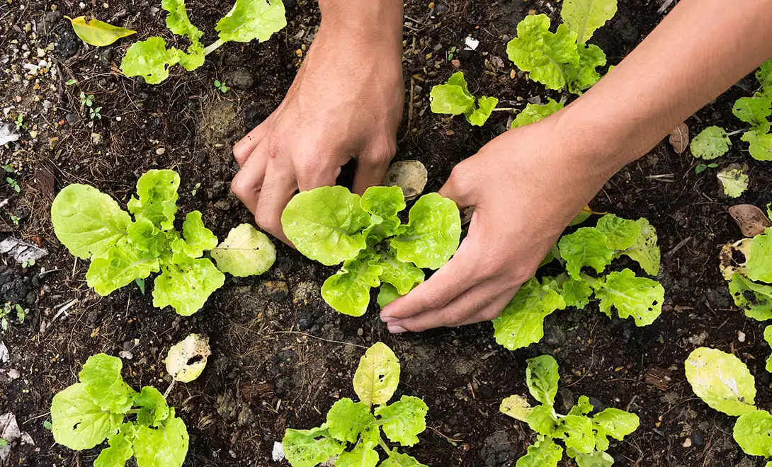 liquid nitrogen fertilizer