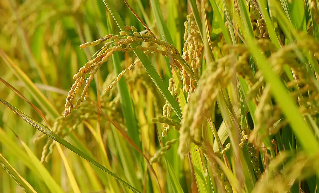 best liquid fertilizer