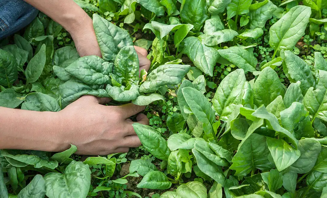 best liquid fertilizer for vegetable
