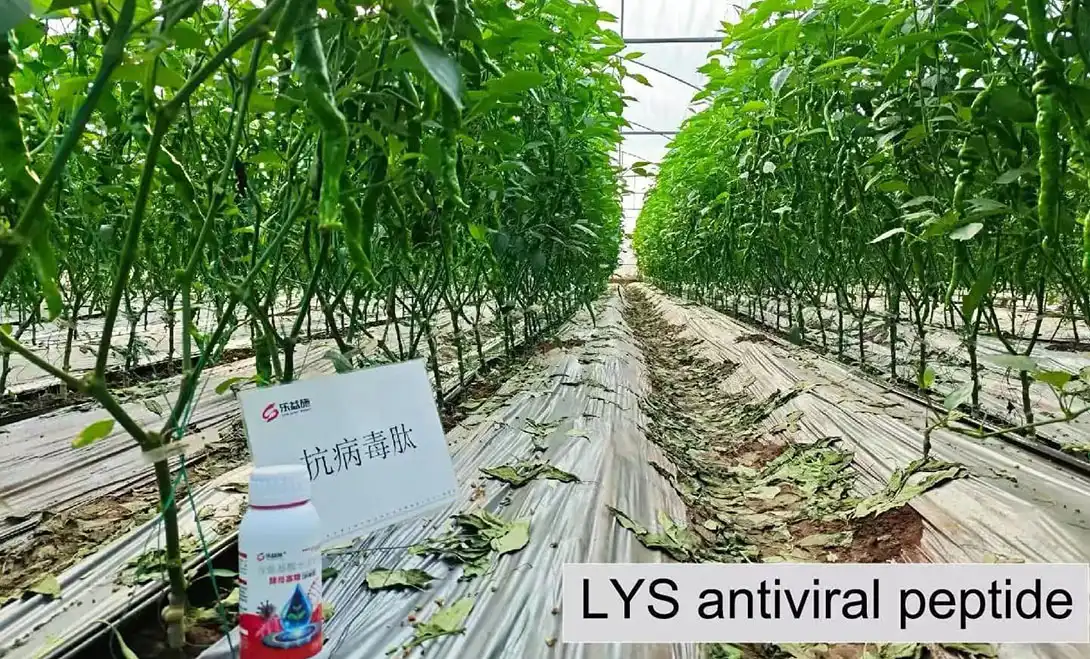 best fertilizer for peppers