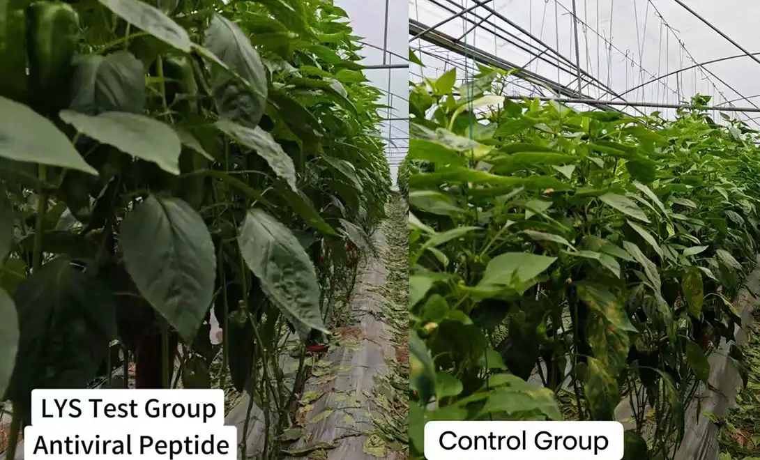 best fertilizer for peppers best fertilizer for peppers