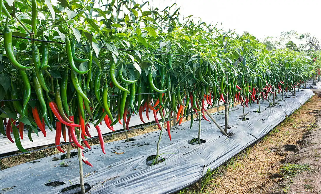 best fertilizer for peppers best fertilizer for peppers
