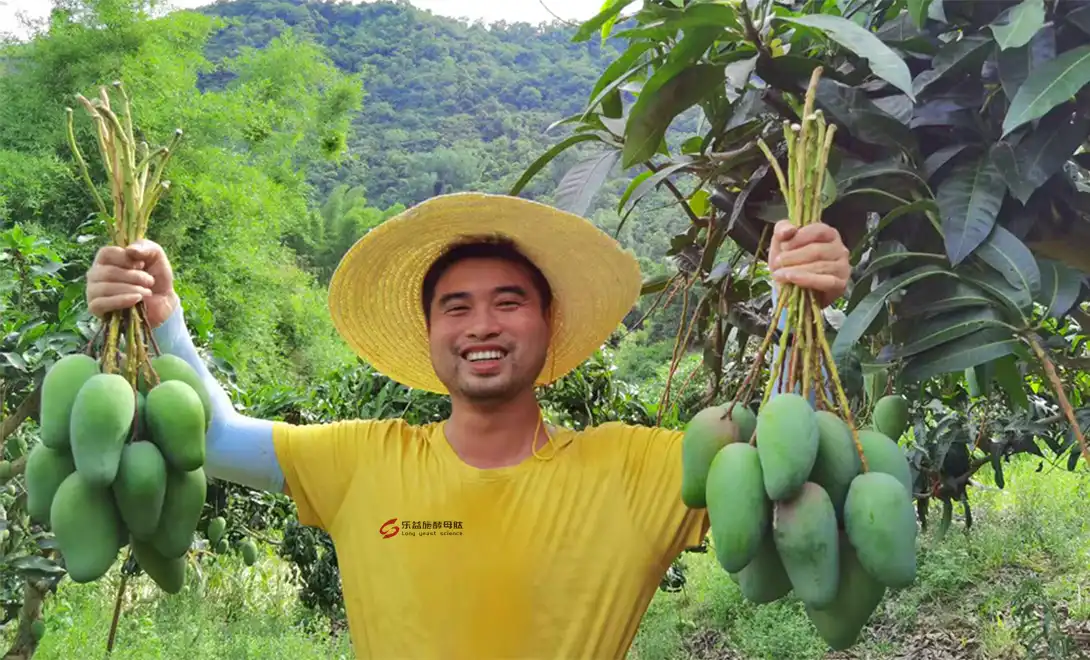 amino acid chelate boron-Mango Harvest