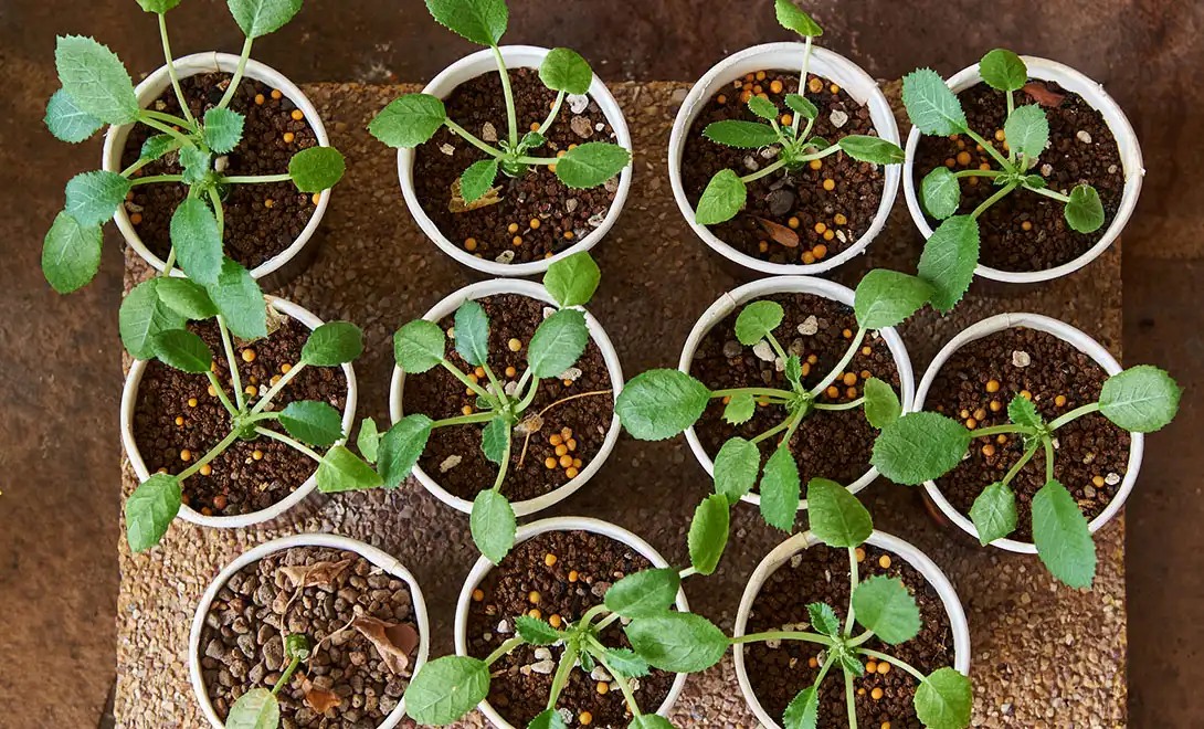 bioactive peptides bioactive peptides