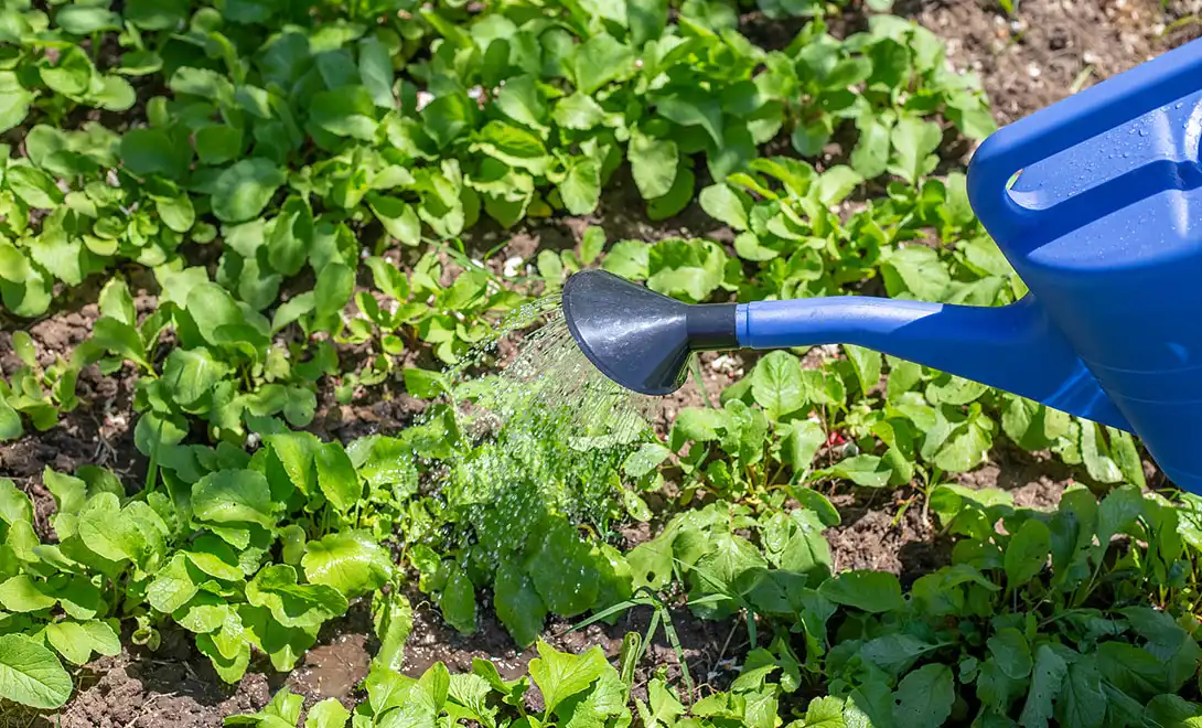 best liquid fertilizer