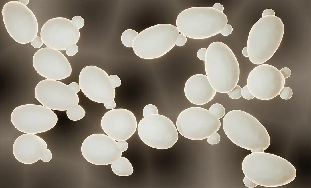 yeast cell yeast cell