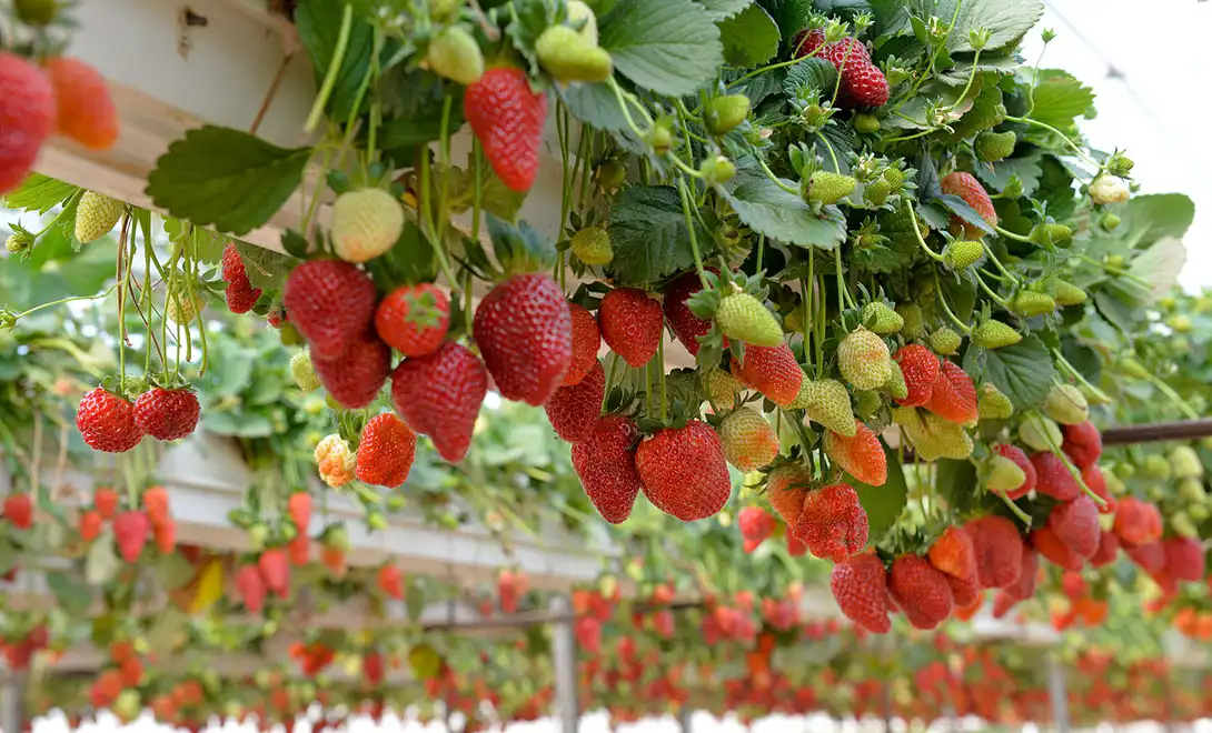 strawberry plant strawberry plant