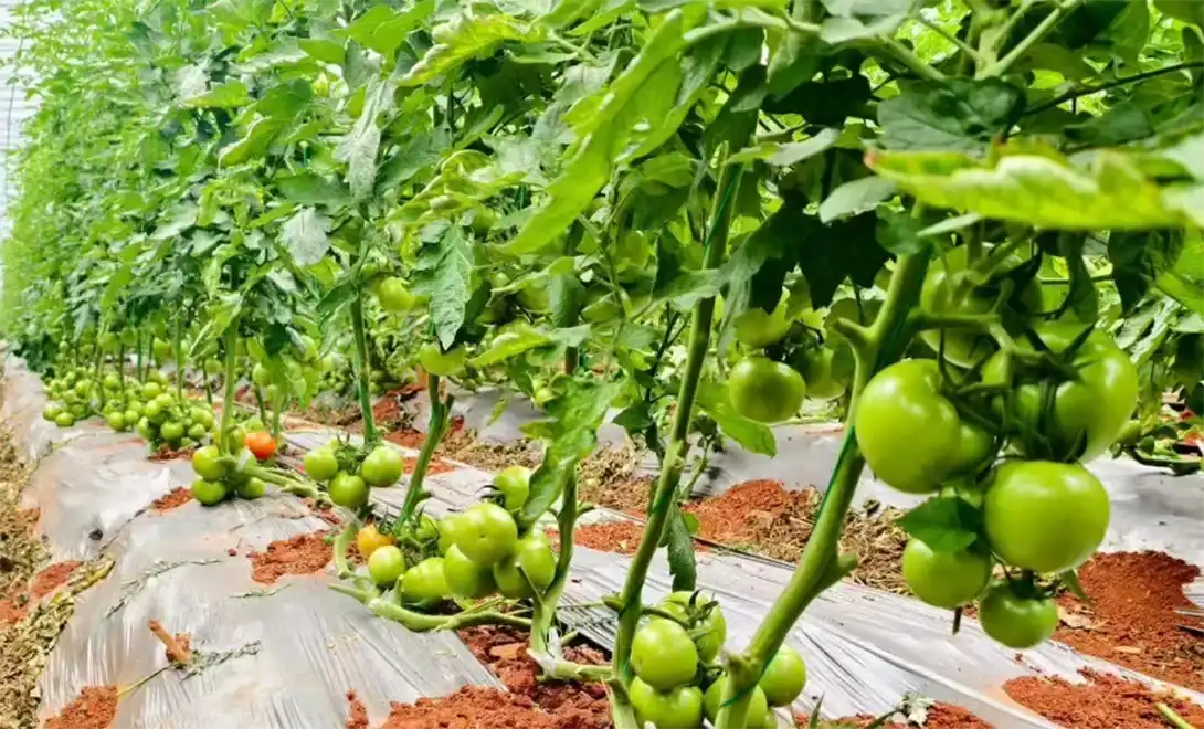 Tomato fruit setting