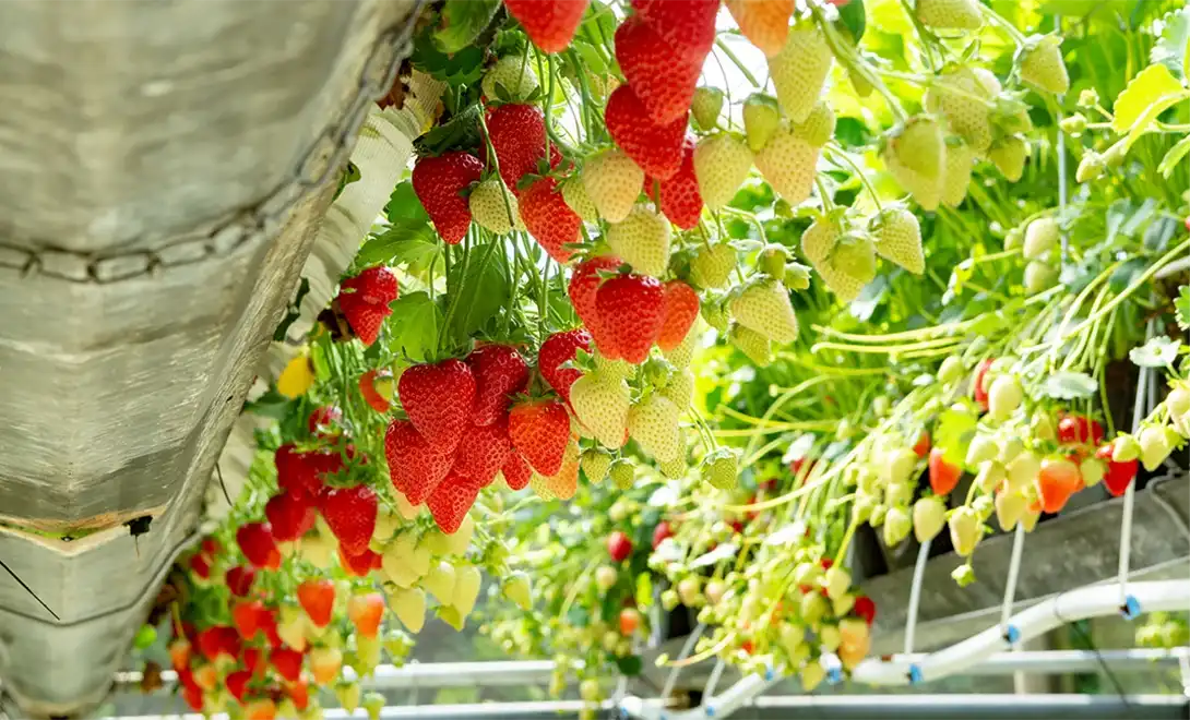 Hydroponic Strawberries