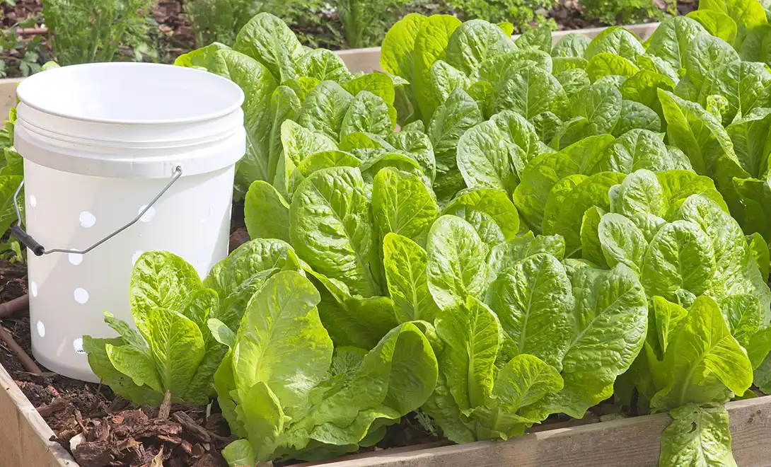 amino acid fertilizer amino acid fertilizer