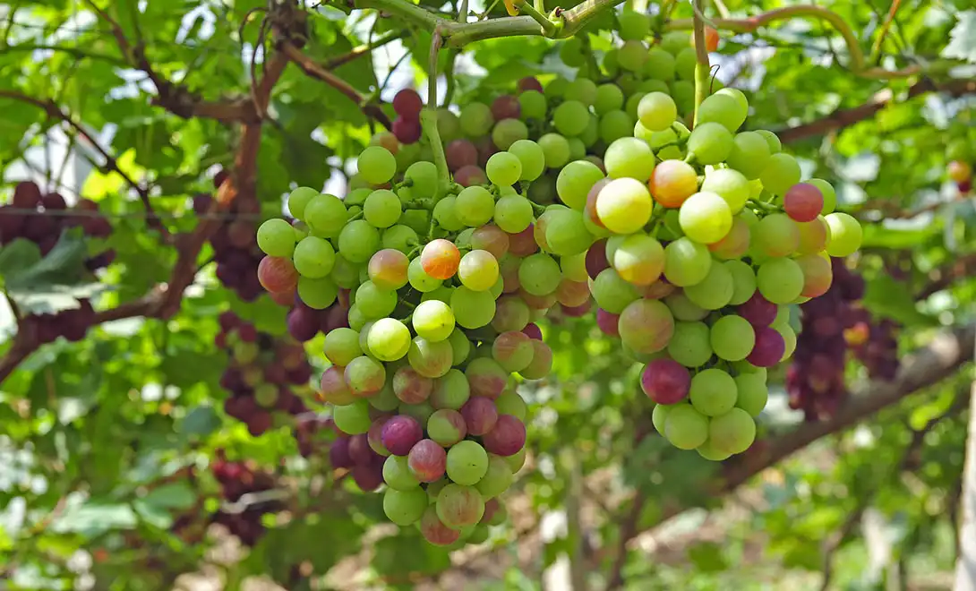 amino acid fertilizer amino acid fertilizer