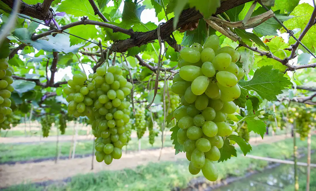 amino acid fertilizer