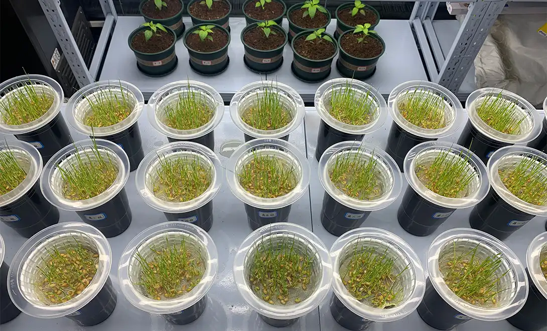 LYS Biological testing experiment