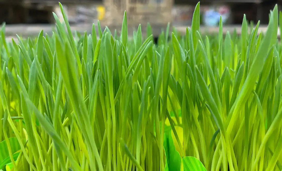 amino acid fertilizer