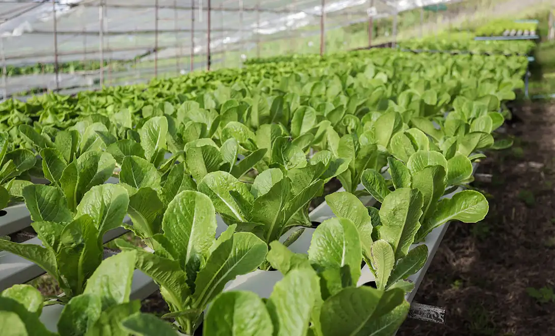 amino acid fertilizer