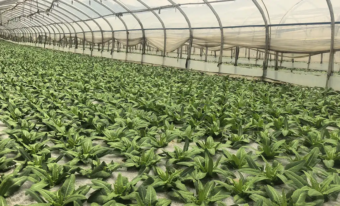 Greenhouse - Leafy Vegetables-amino acid fertilizer trial