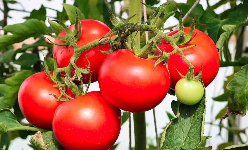 antivirul peptide-peptide spray