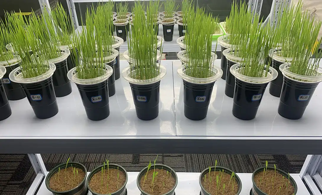 free liquid amino acid fertilizer