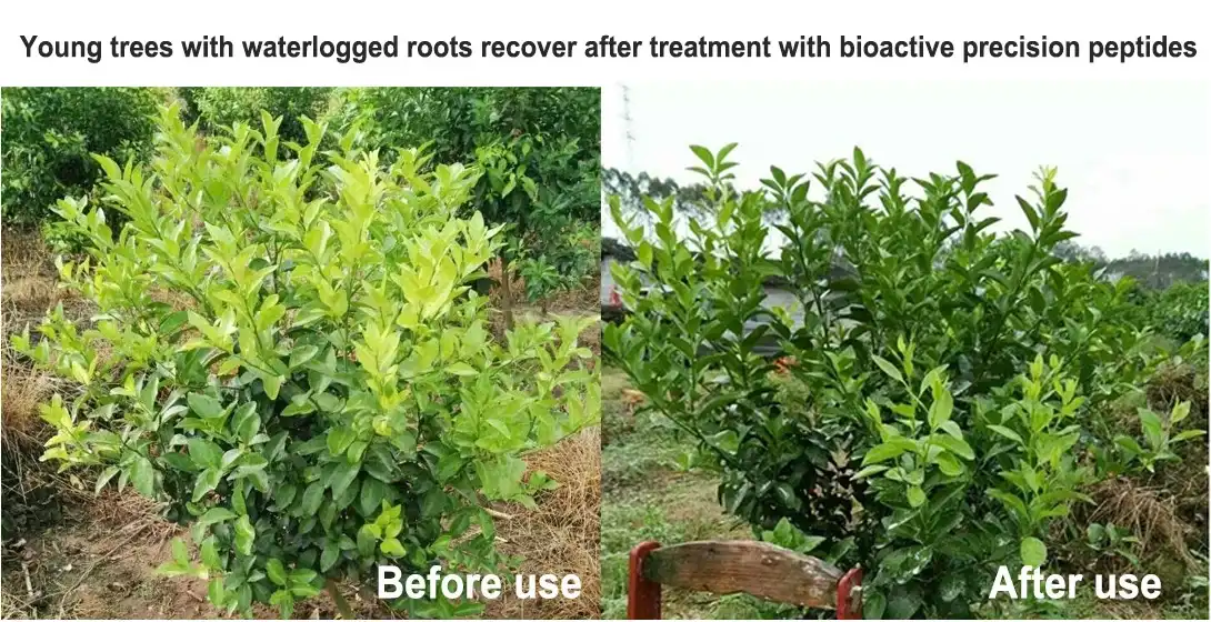 Young trees waterlogged roots recover after treatment with bioactive precision peptides Young trees waterlogged roots recover after treatment with bioactive precision peptides