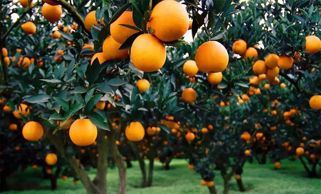 Bountiful Citrus Harvest